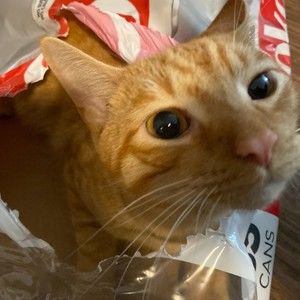 Meet your Posher, Xinning